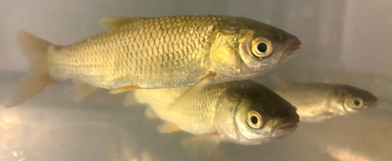 juvenile grass carp