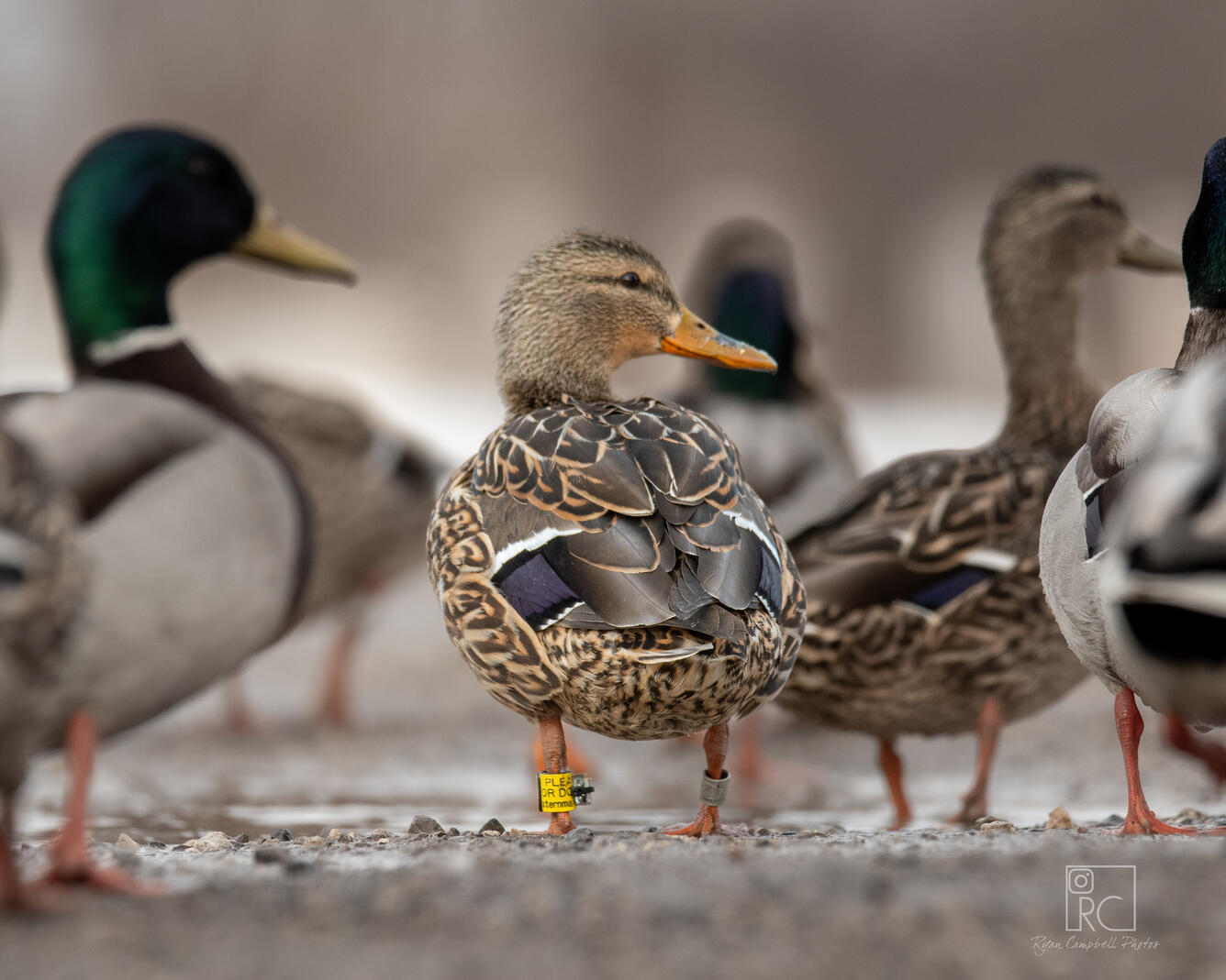 a female mallard stands with a group of mallards with a yellow tag attached to her leg 