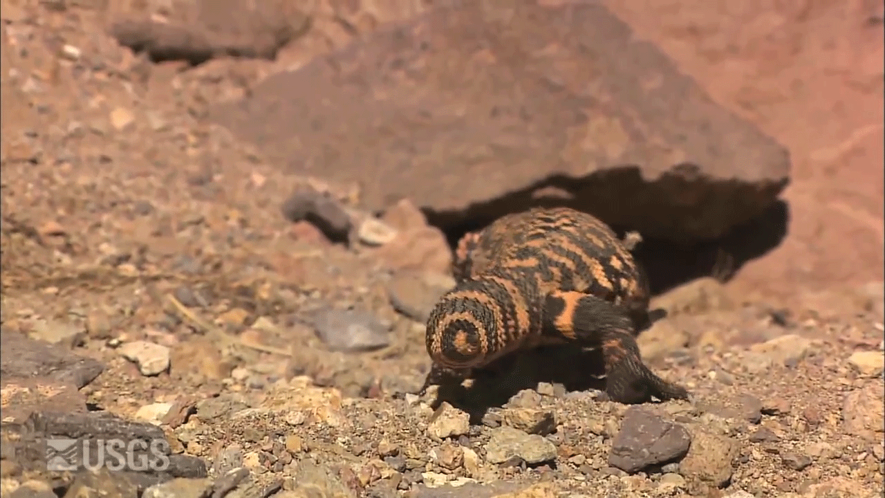 Animated GIF showing a gila monster wagging it's tail back and forth repeatedly.