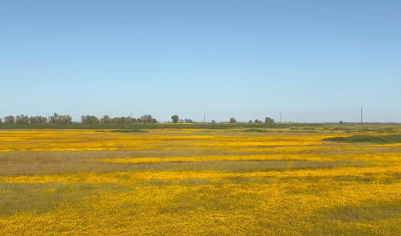 Golden wildflowers blanket the grassy field at Sacramento National Wildlife Refuge