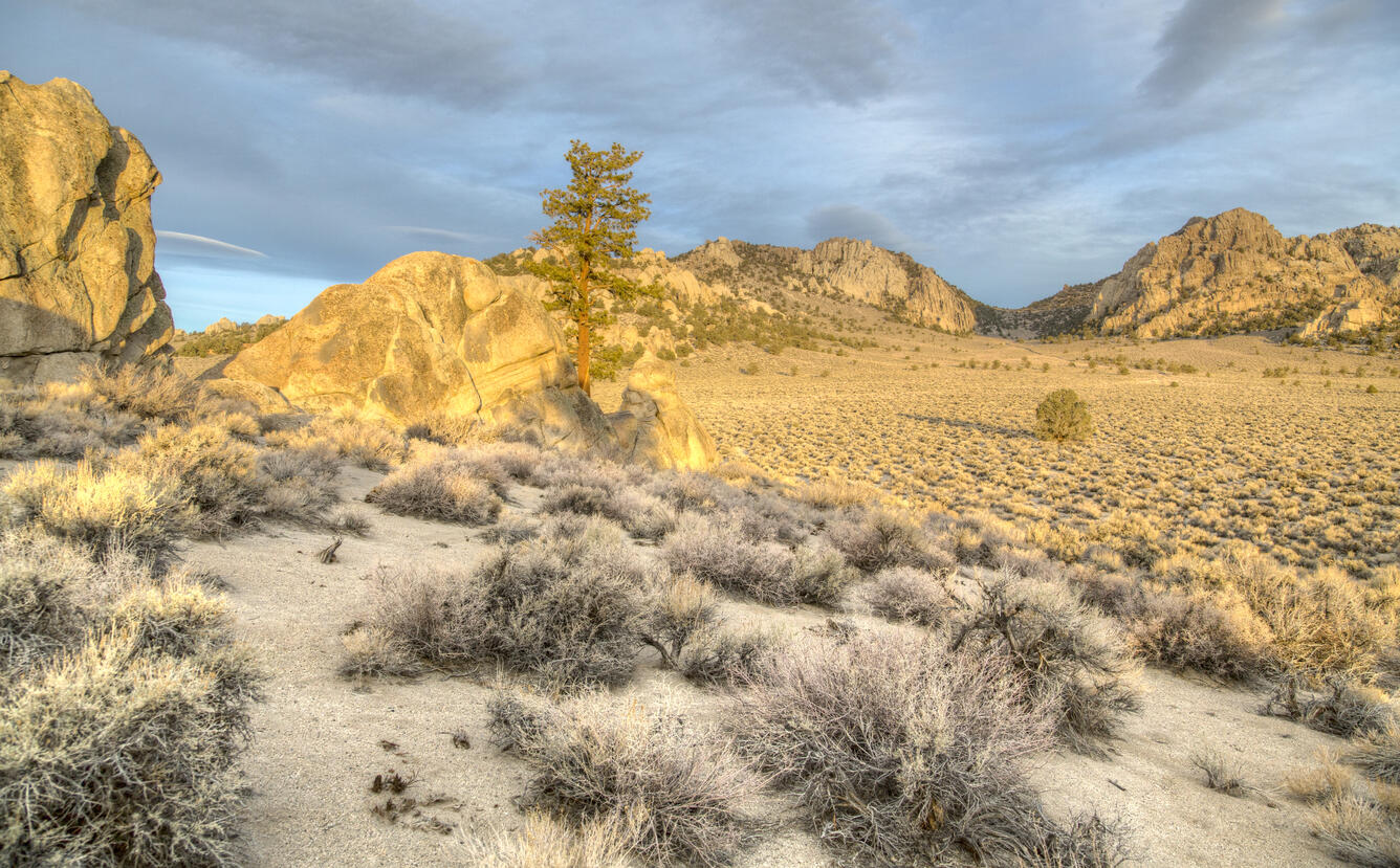 View of sagebrush in the Granite Mountain Wilderness