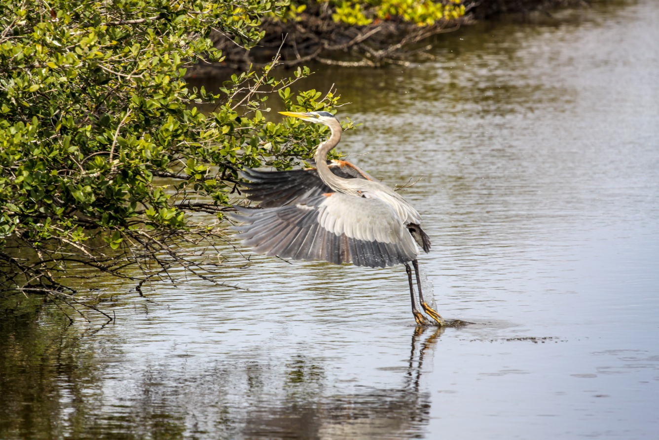 great blue heron capturing fish