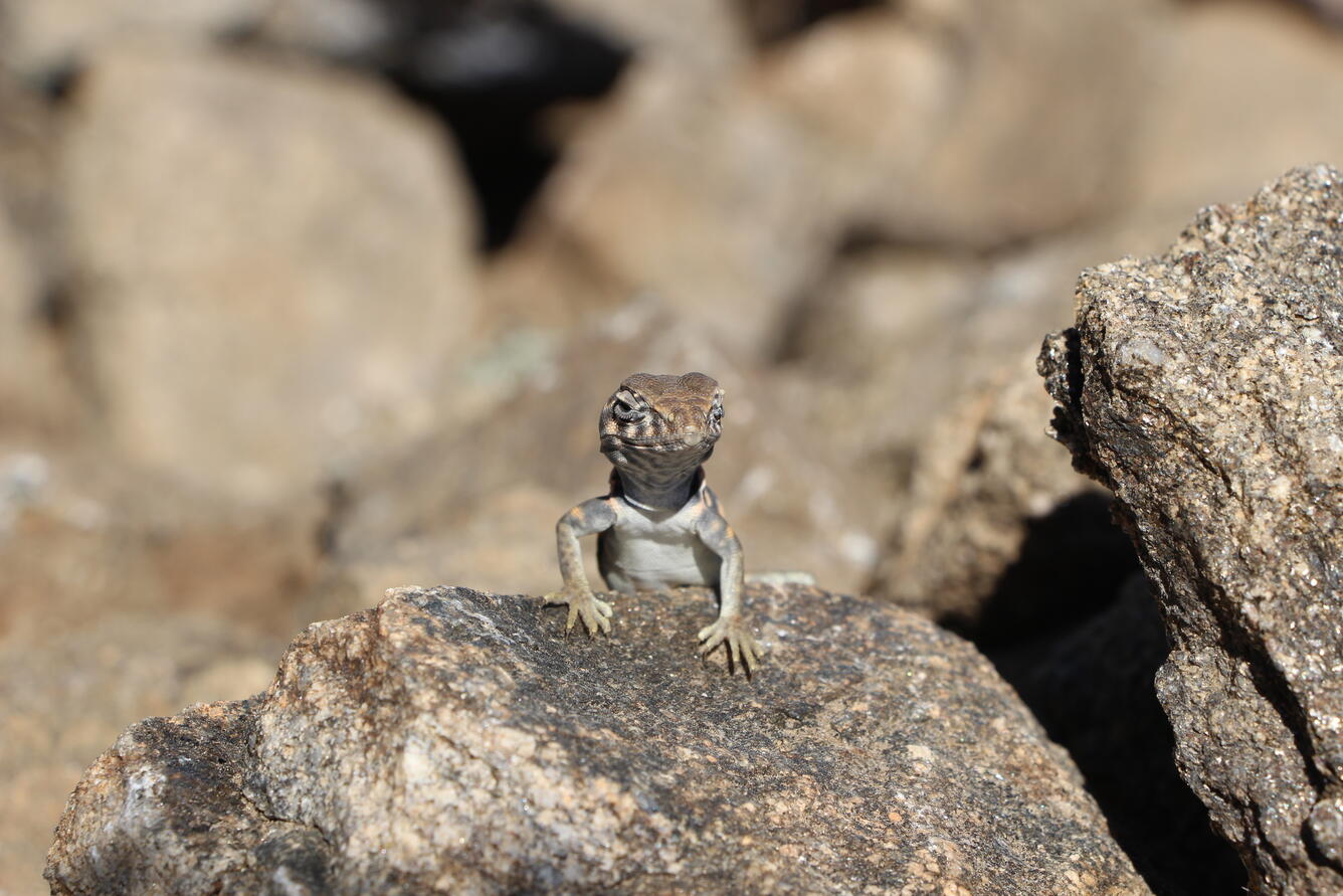 Great Basin Collared Lizard climbing over a rock