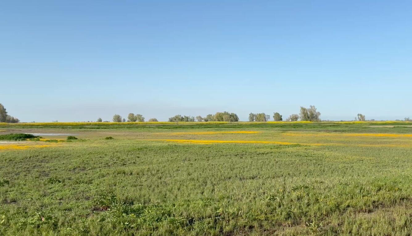 Green marsh grasses in bright afternoon light at Sacramento National Wildlife Refuge, with trees in the distance