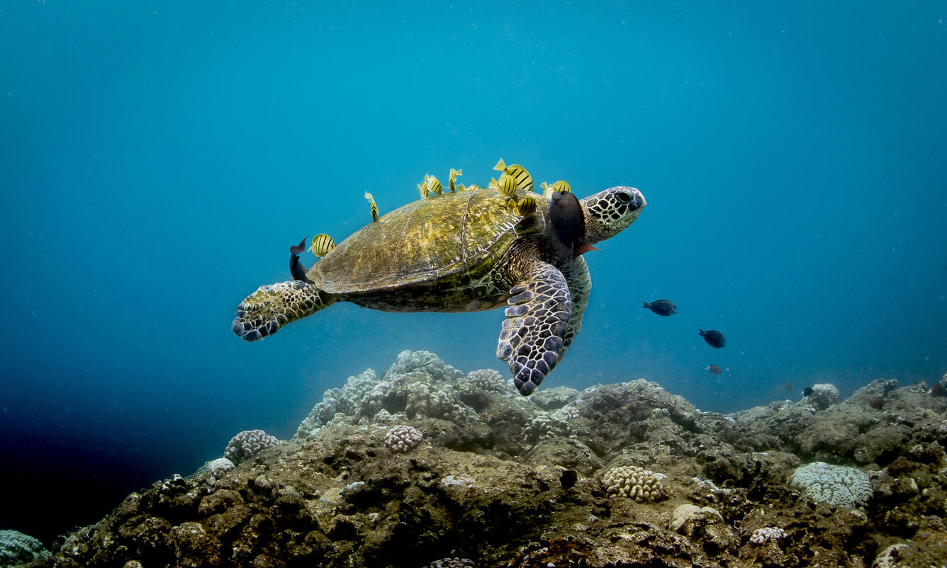 Green sea turtle swimming above a reef while it's shell is being cleaned by small yellow fish