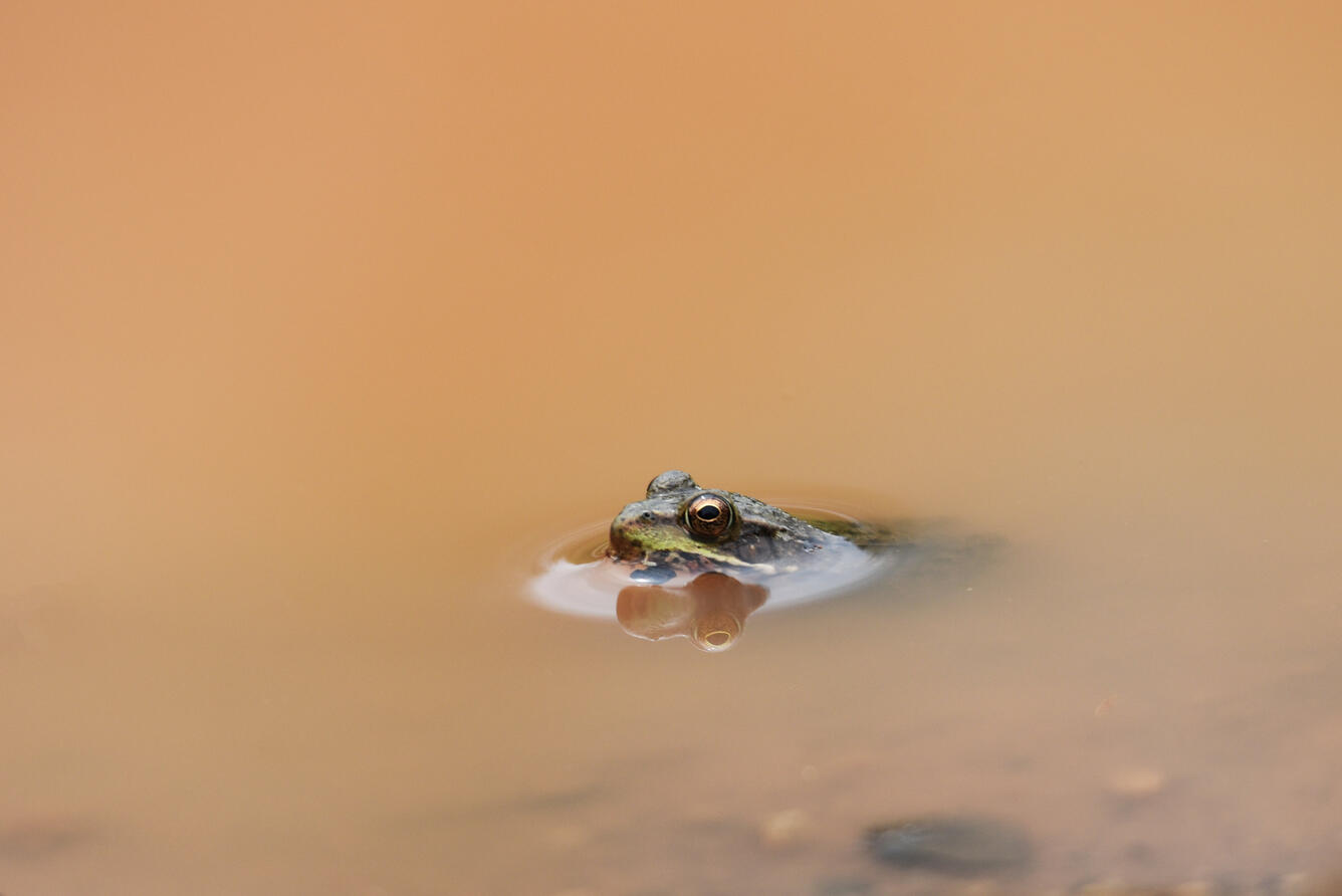 Green frog's head poking out of a muddy puddle