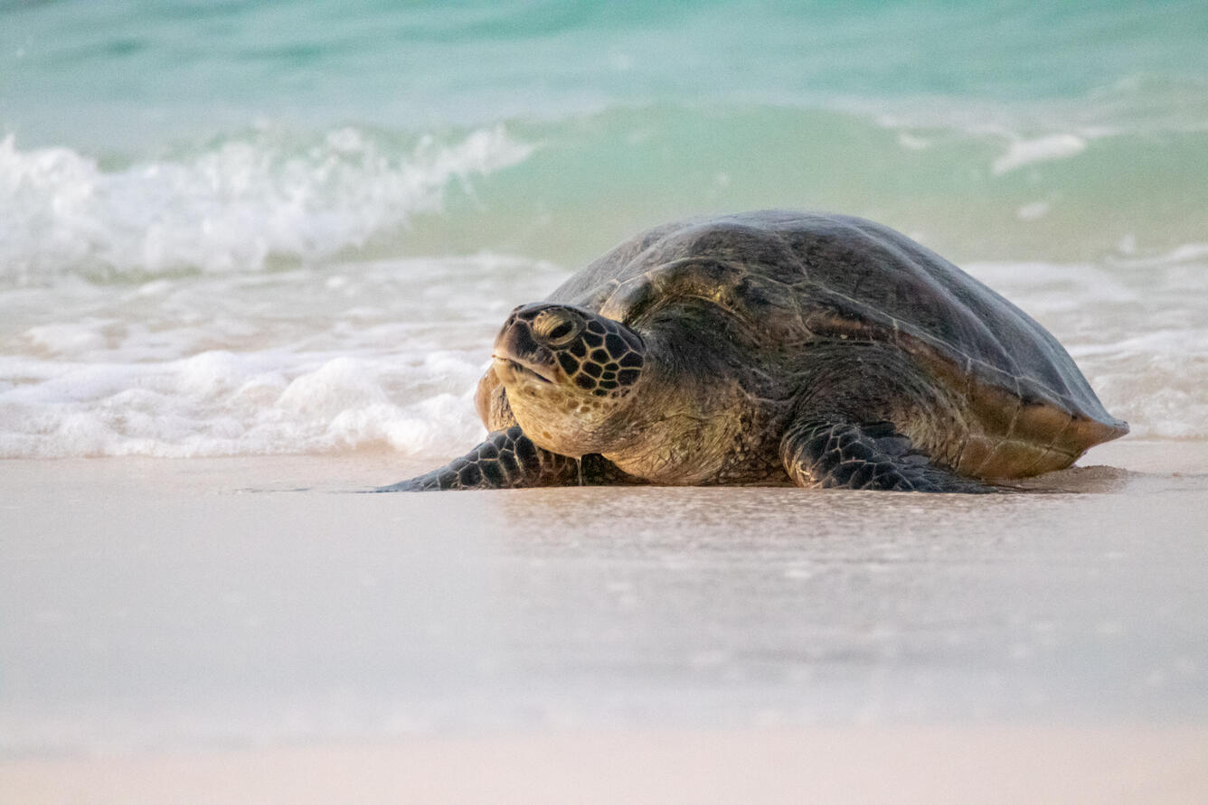 Green sea turtle crawling across the sand away from the ocean