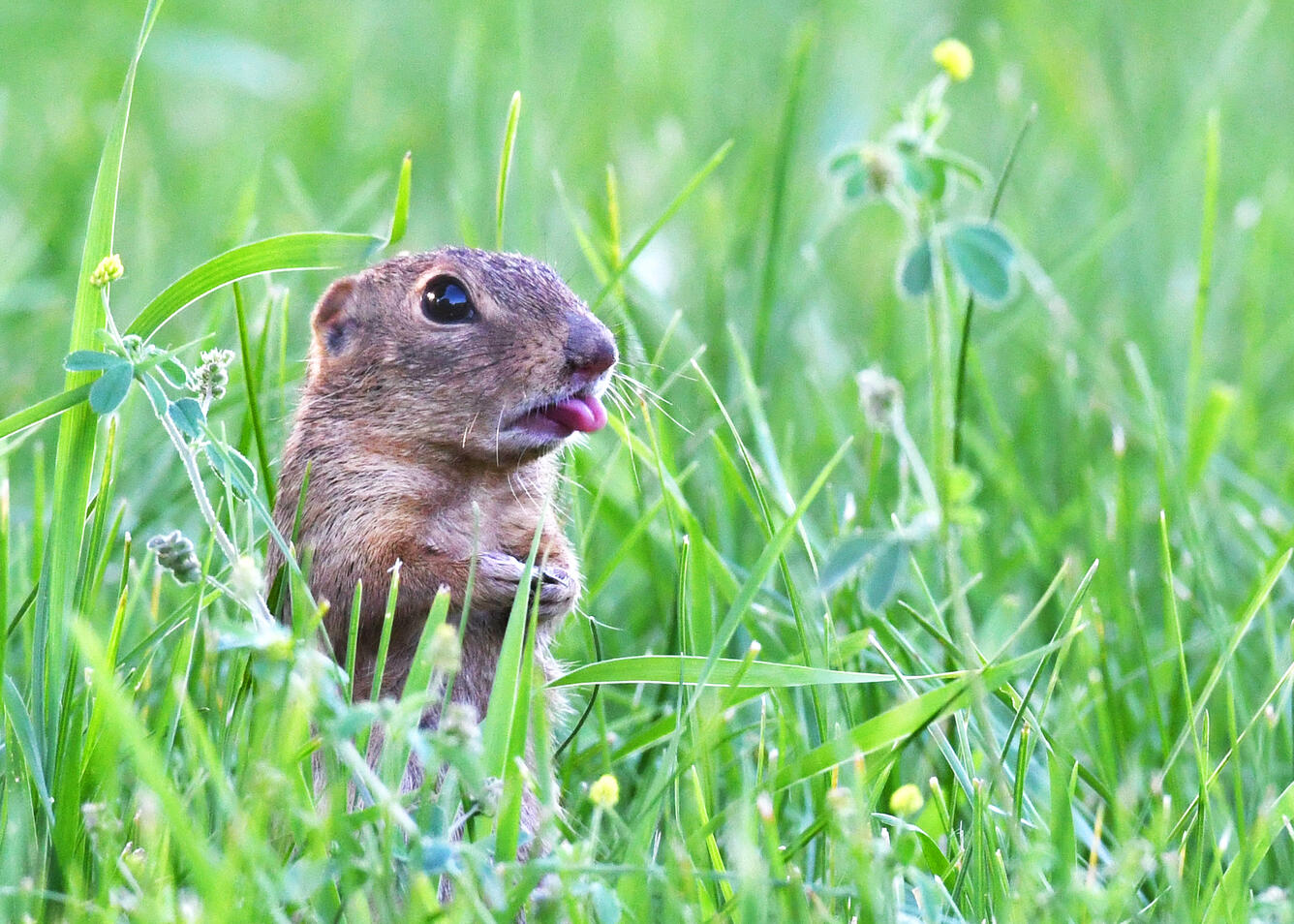 Ground squirrel on hind legs with tongue out in tall grass