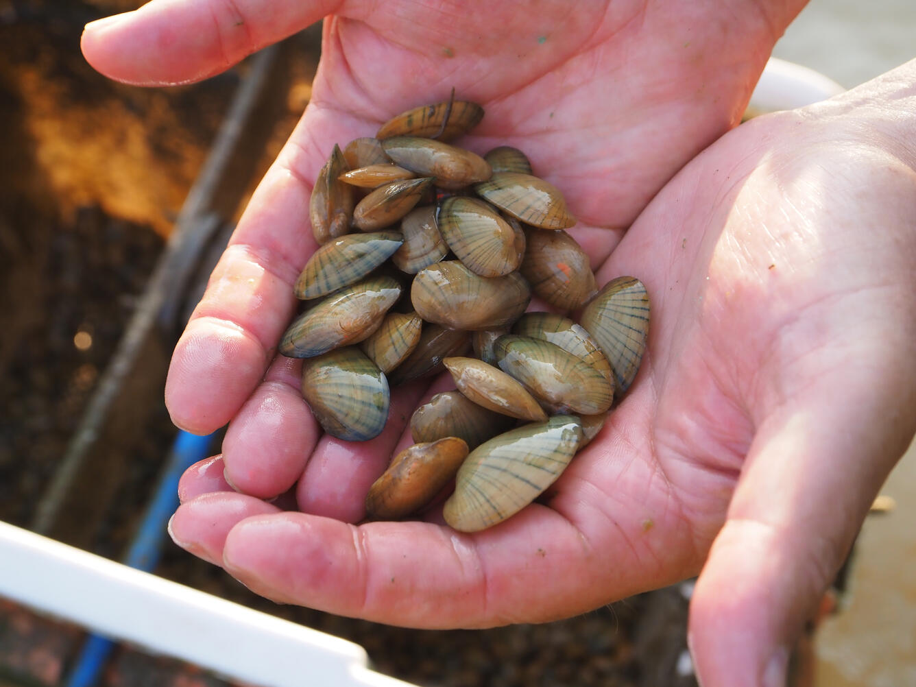 Person holding mussels