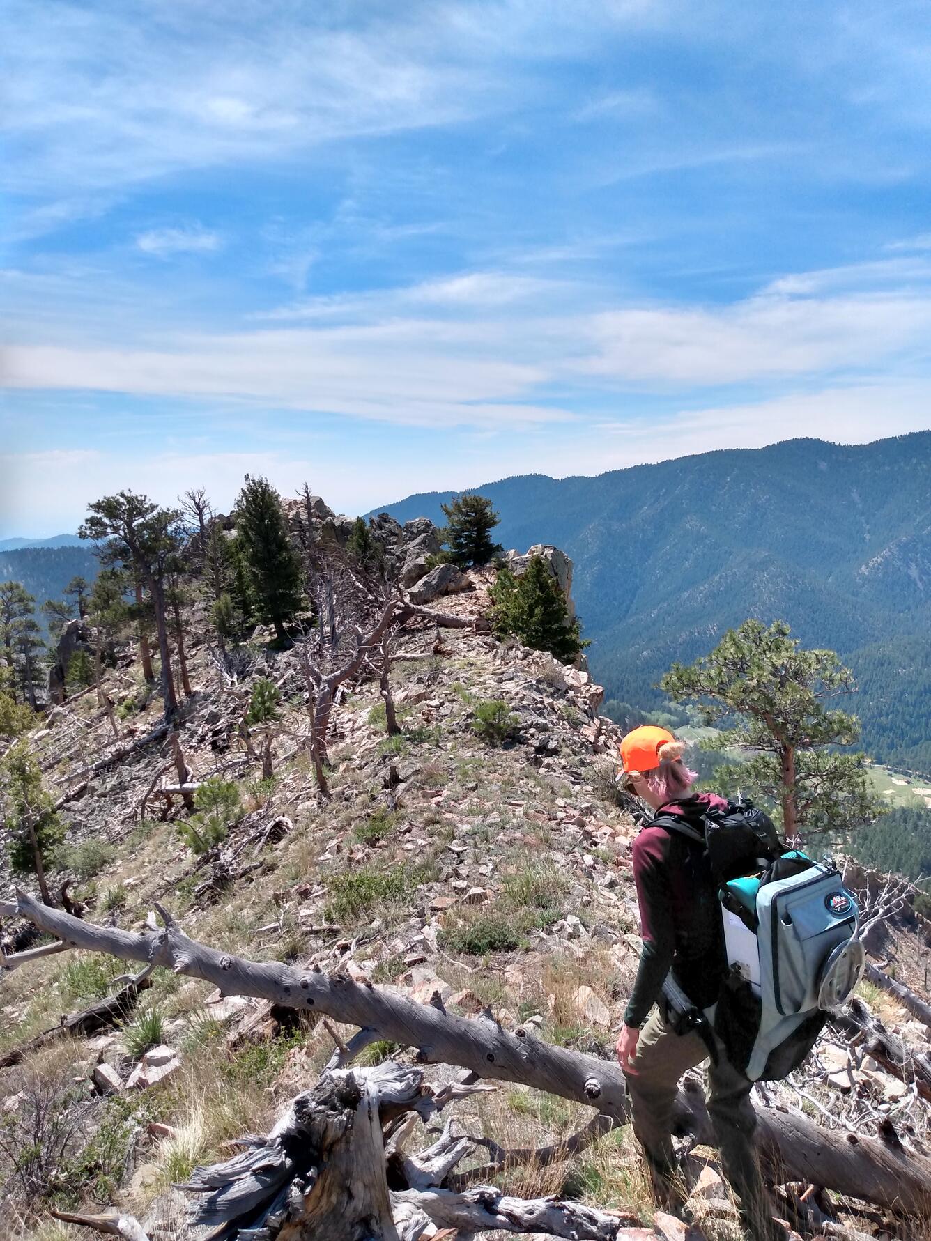 geologist walking on rocks and tree branches