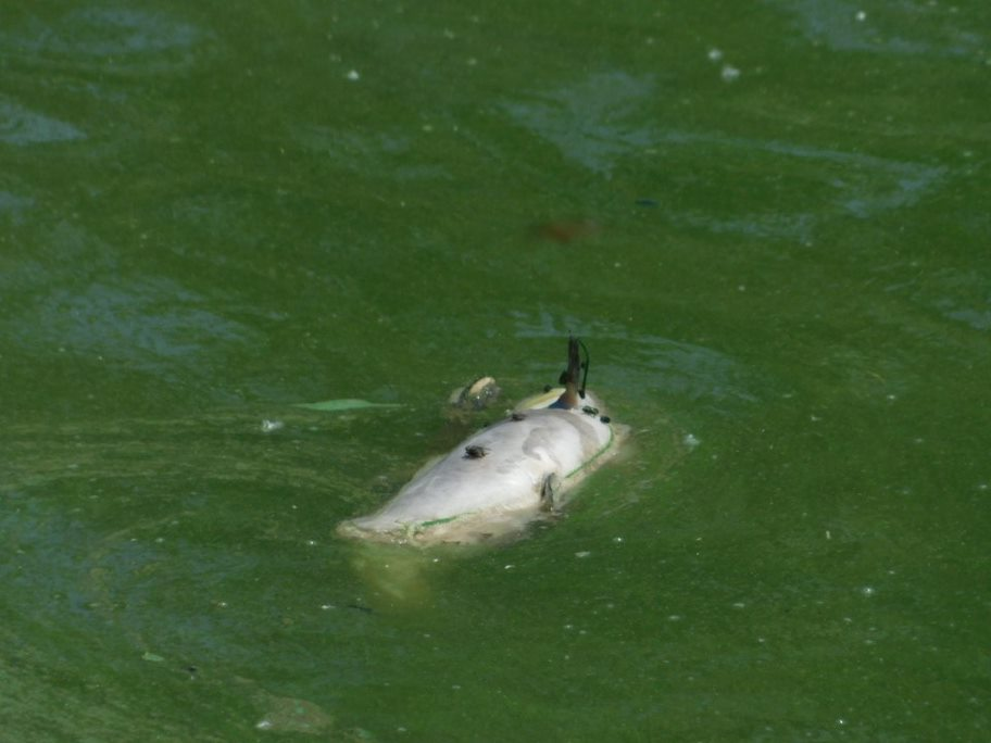 Floating Dead Fish in Illinois River in Henry, Illinois
