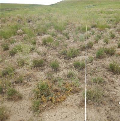 a white line through a field of tufts of green grass and exposed dirt