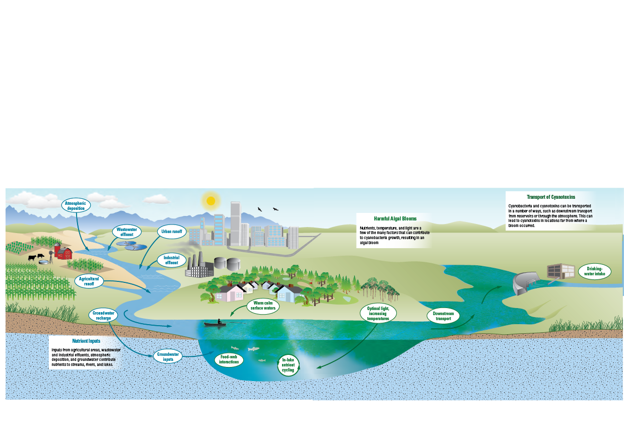 Nutrient inputs for HABs and algal toxins