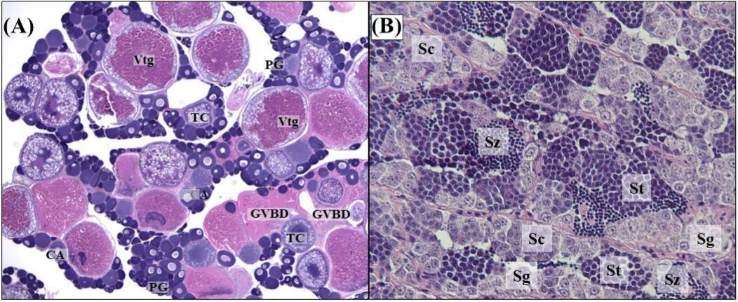 grass carp gonadal tissue