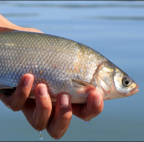 clear lake hitch