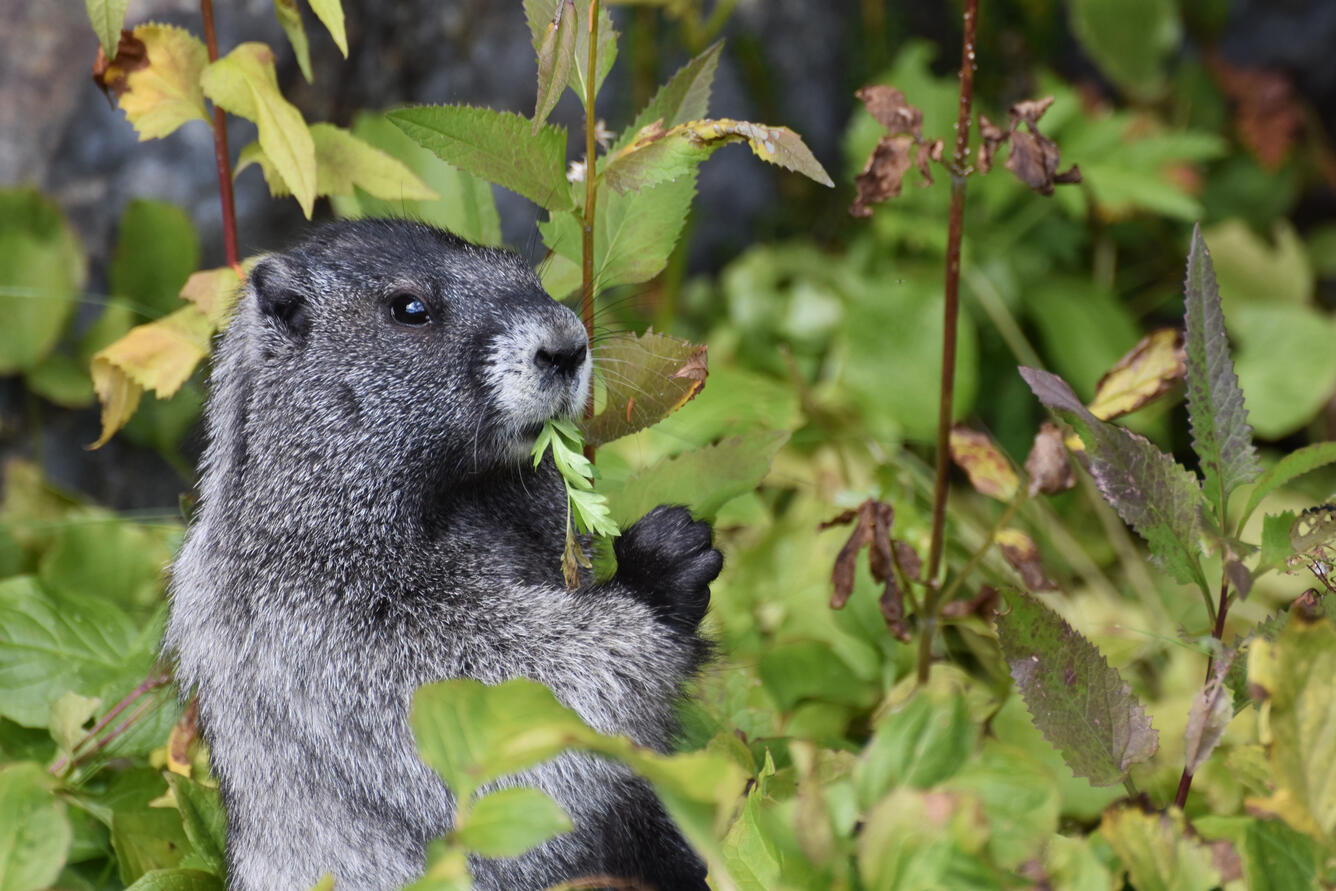 Hoary marmot on hind legs with leaves sticking out of mouth
