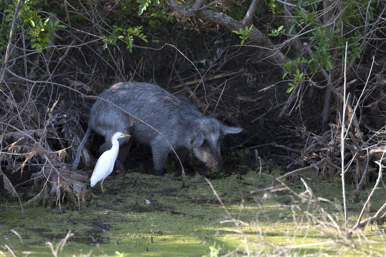 A wild pig looking for food with an egret standing in front of it