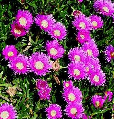 Flowers with pink petals and a yellow center