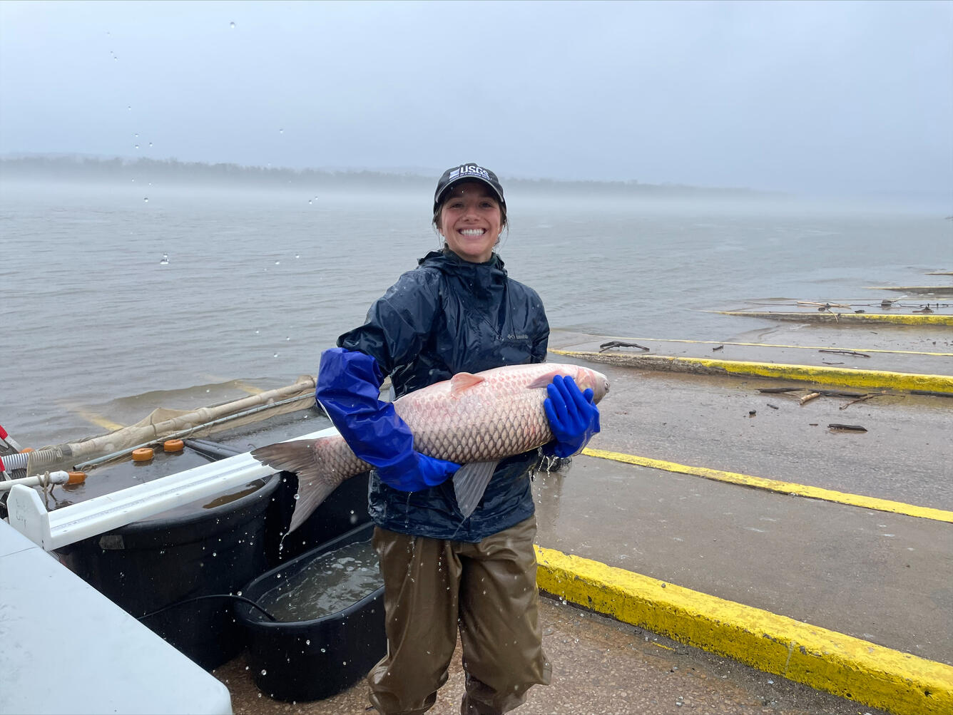 USGS scientist holding very large invasive carp in the rain