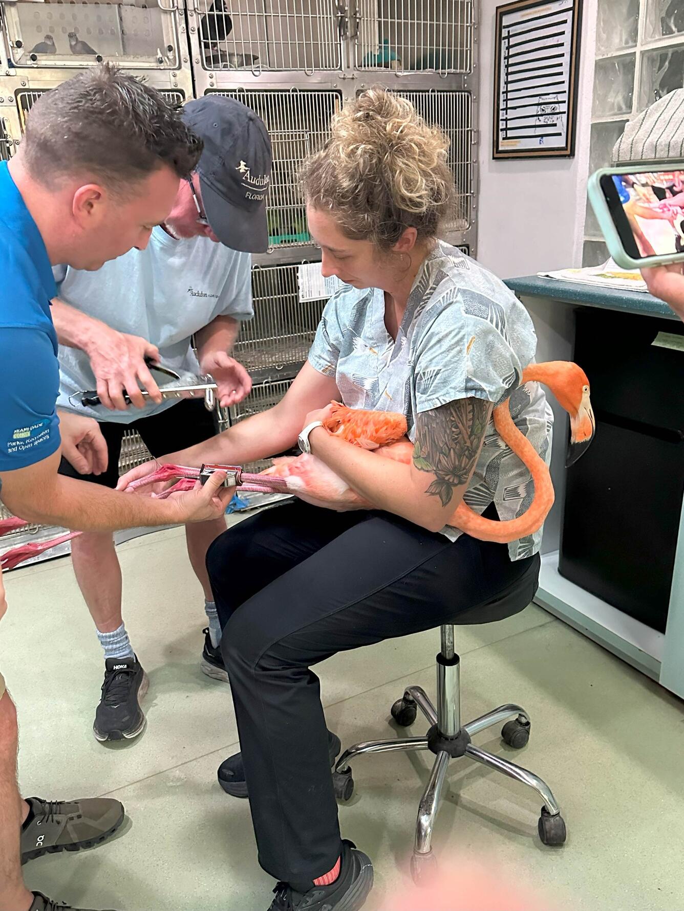 A women gently restrains a flamingo, while two men apply bird bands and a satellite transmitter to the bird's legs