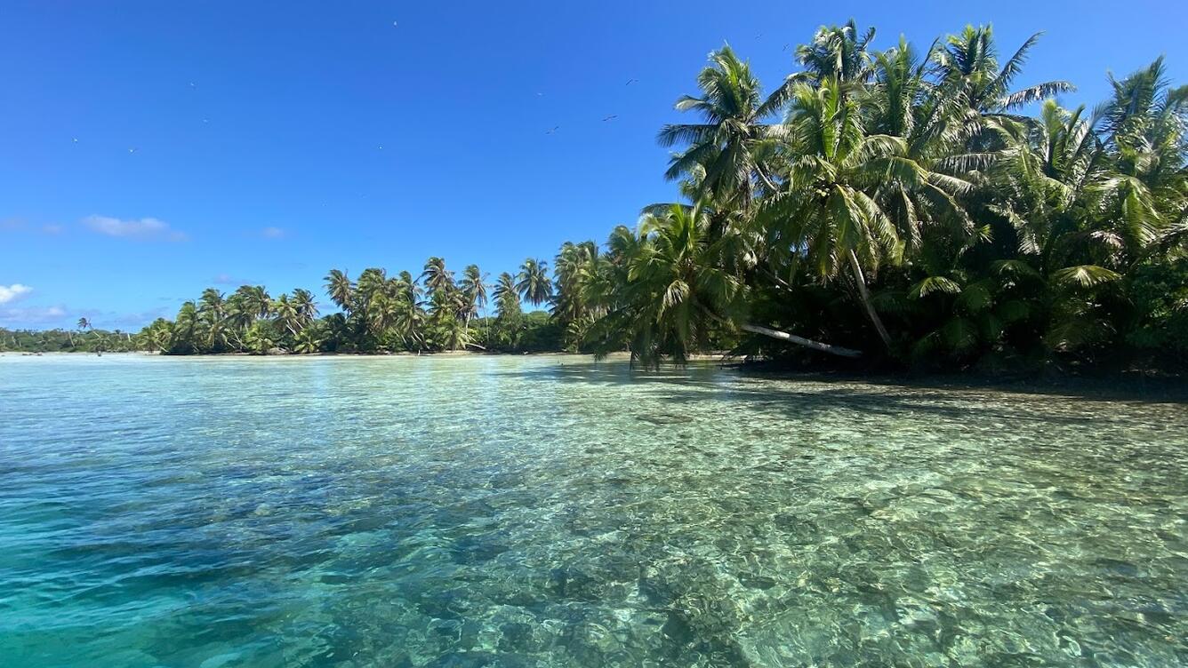 palm lined coast of Palmyra Atoll