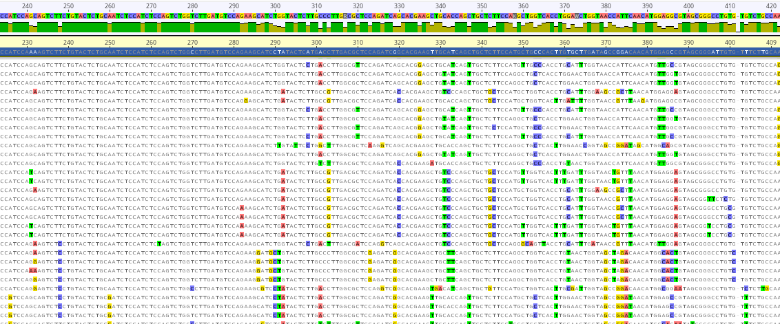 This is a screen grab showing the genetic sequence comparison for a target gene. Across the top is the consensus sequence with color-coded bases, and below are several rows of text showing individual sequences with differences from the consensus sequence highlighted in color.