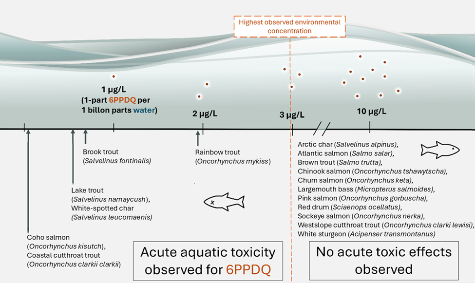 chart on 6PPDQ effects on different types of fish