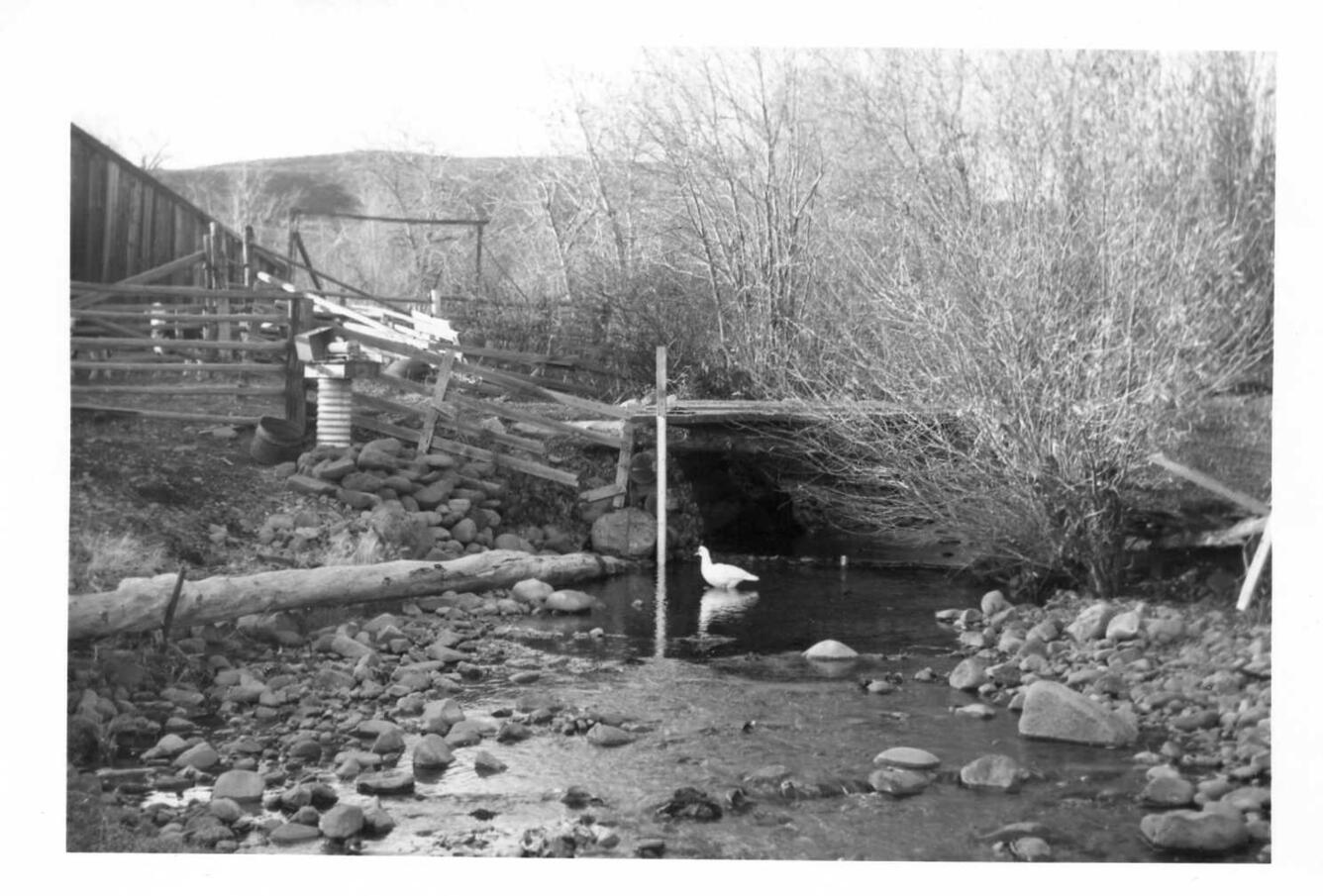 A goose wades across a small stream in front of a bridge