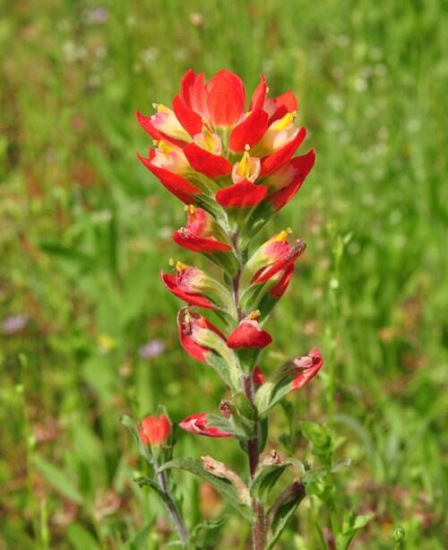 Indian paintbrush (Castilleja indivisa)