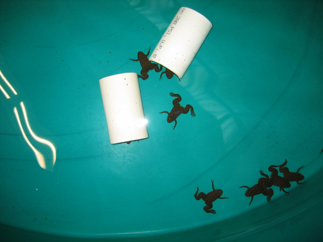 Invasive brown frogs with black spots in teal bucket with cut white tubing