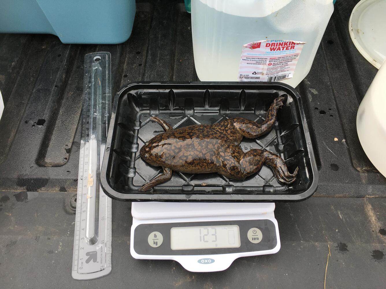 Brown frog with black spots on weighing scale