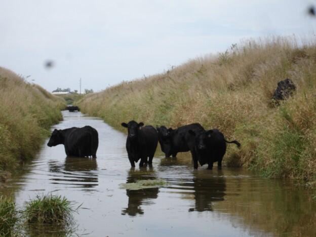 small stream with cattle