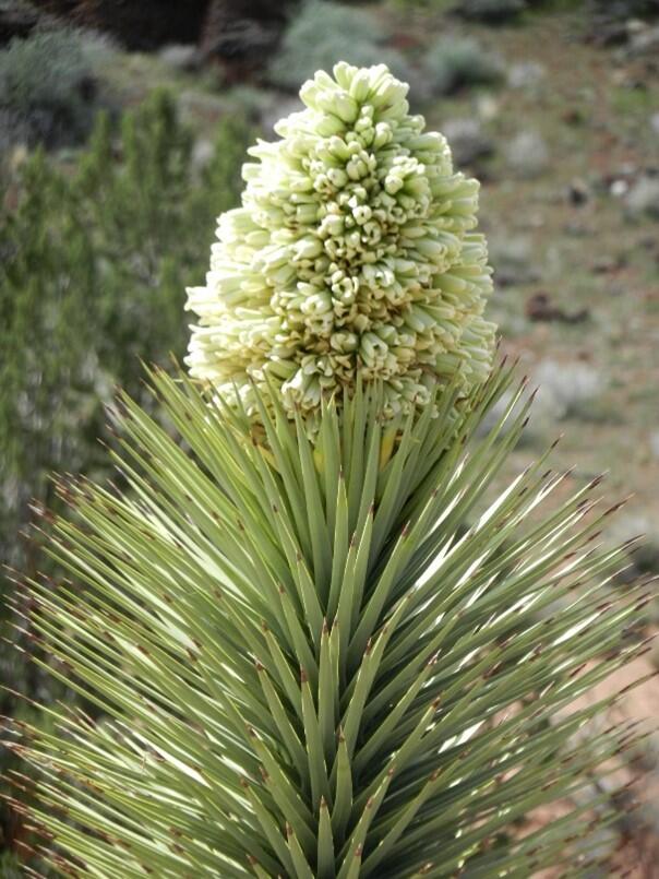 A large cone-like white flower atop the spiky branch of a Joshua tree