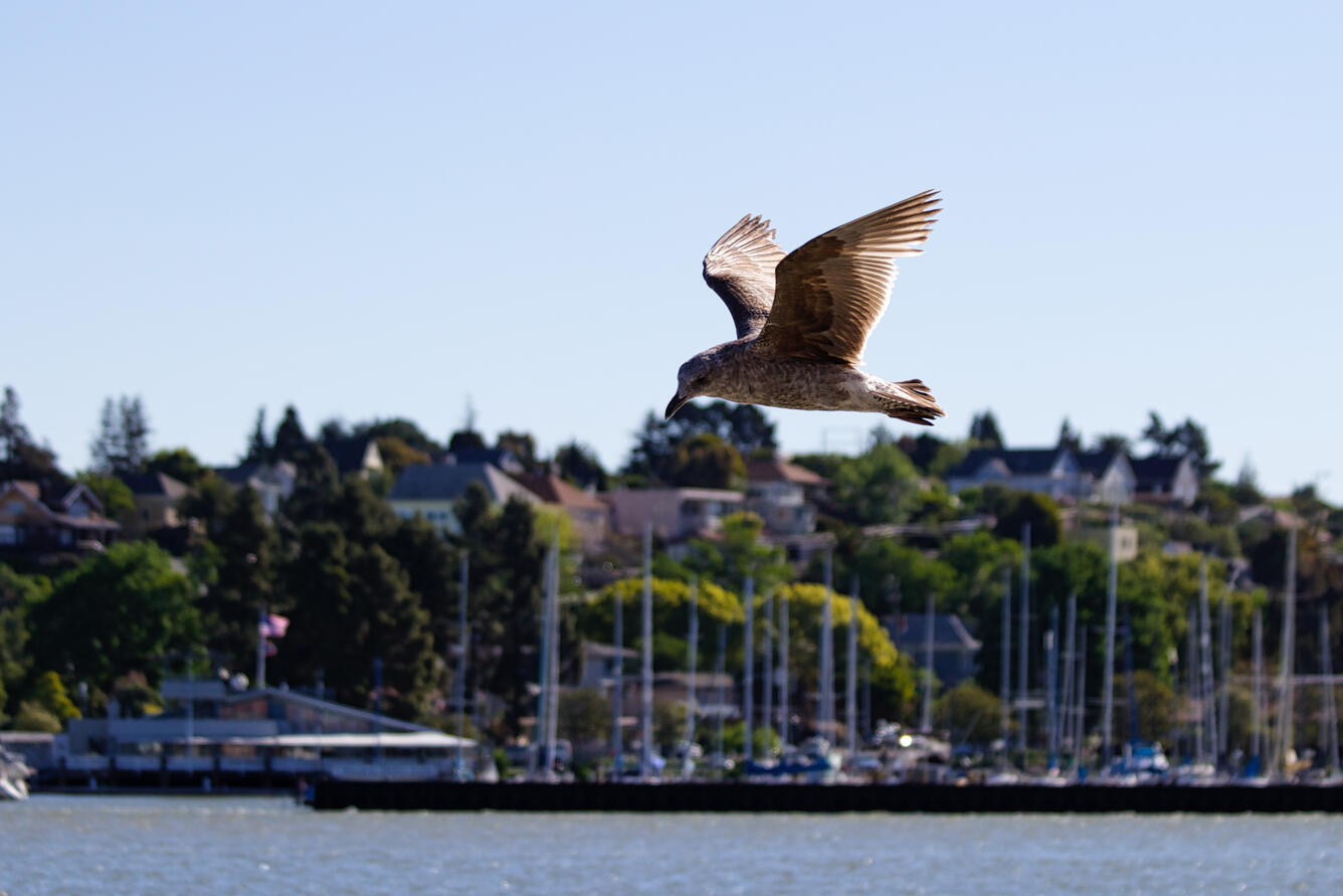Side view of a juvenile Western gull flying above the water