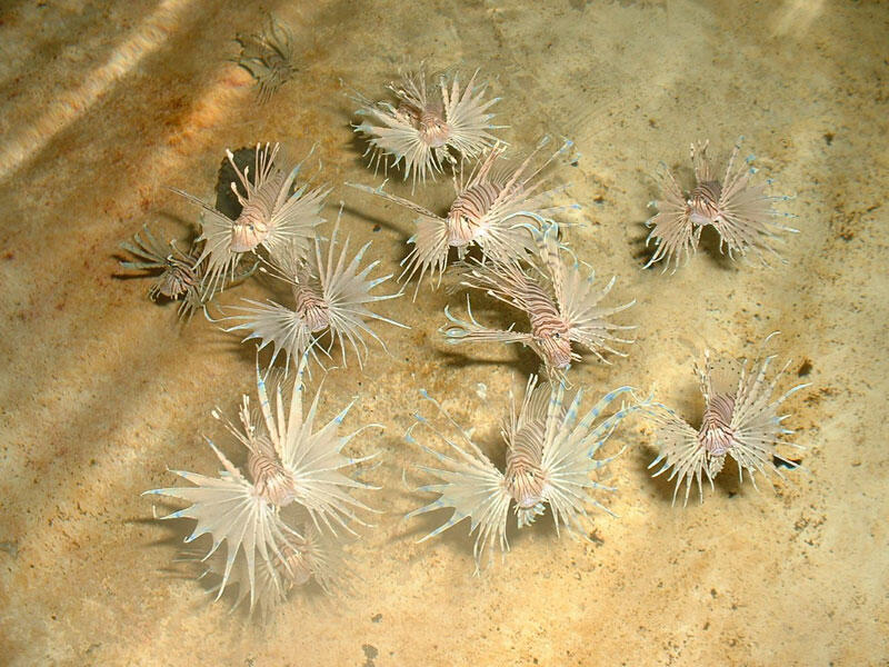 A group of young fish with lots of feathery fins and stripes.