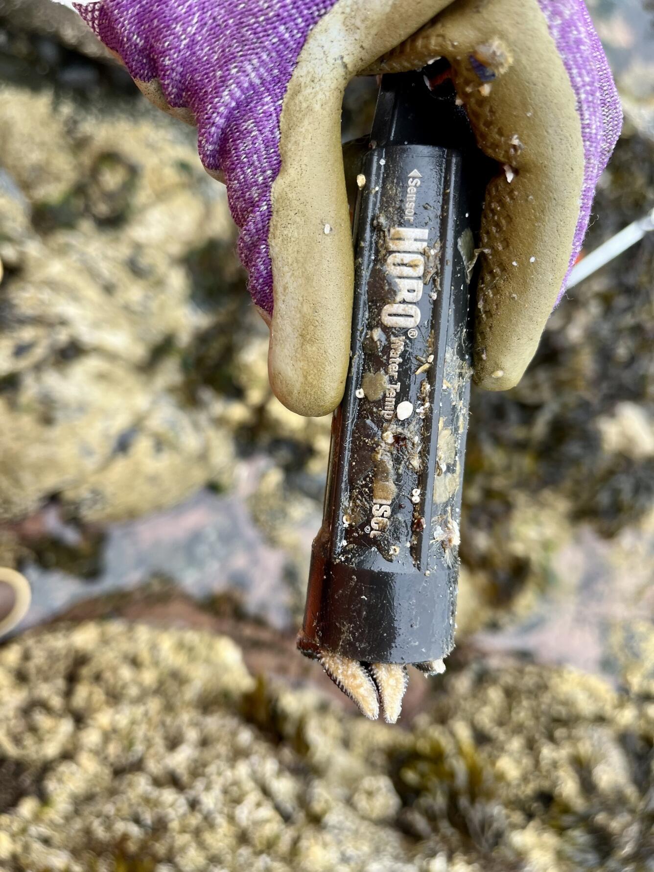 A hand in a purple glove holds a black tube.