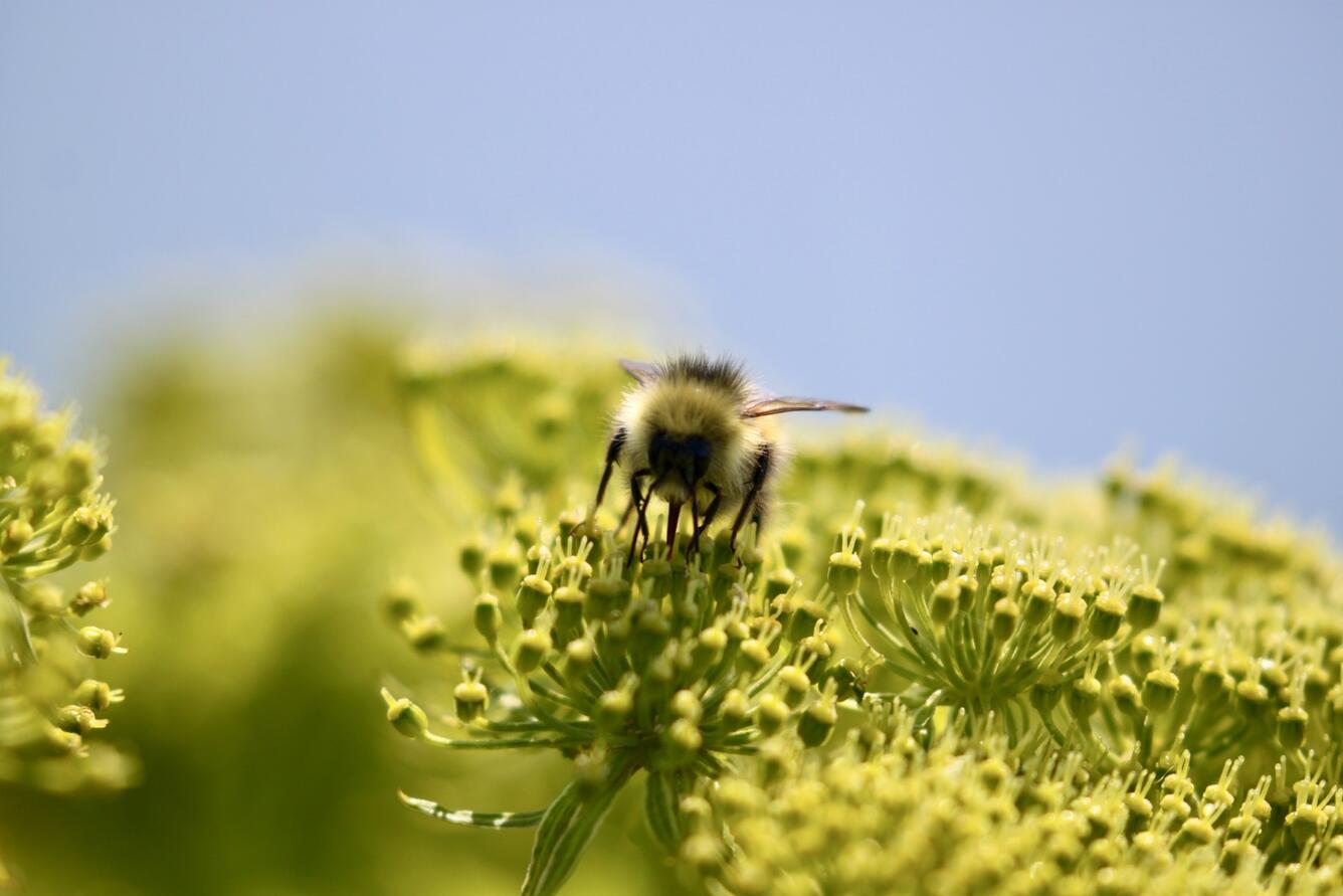 A yellow and black bumble bee feeding on a yellow flower.