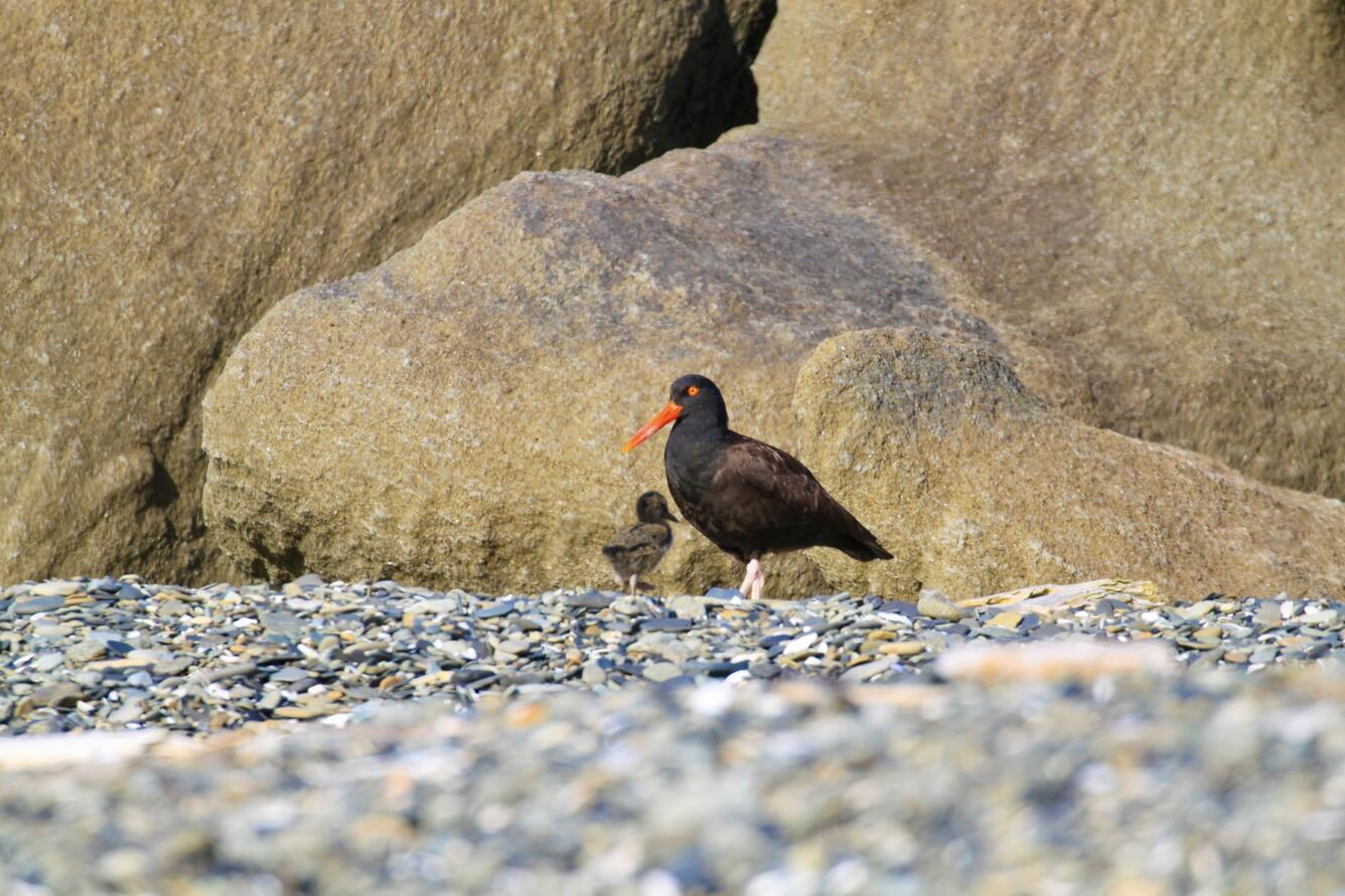 A black bird with a long orange bill standing next to a grey chick.
