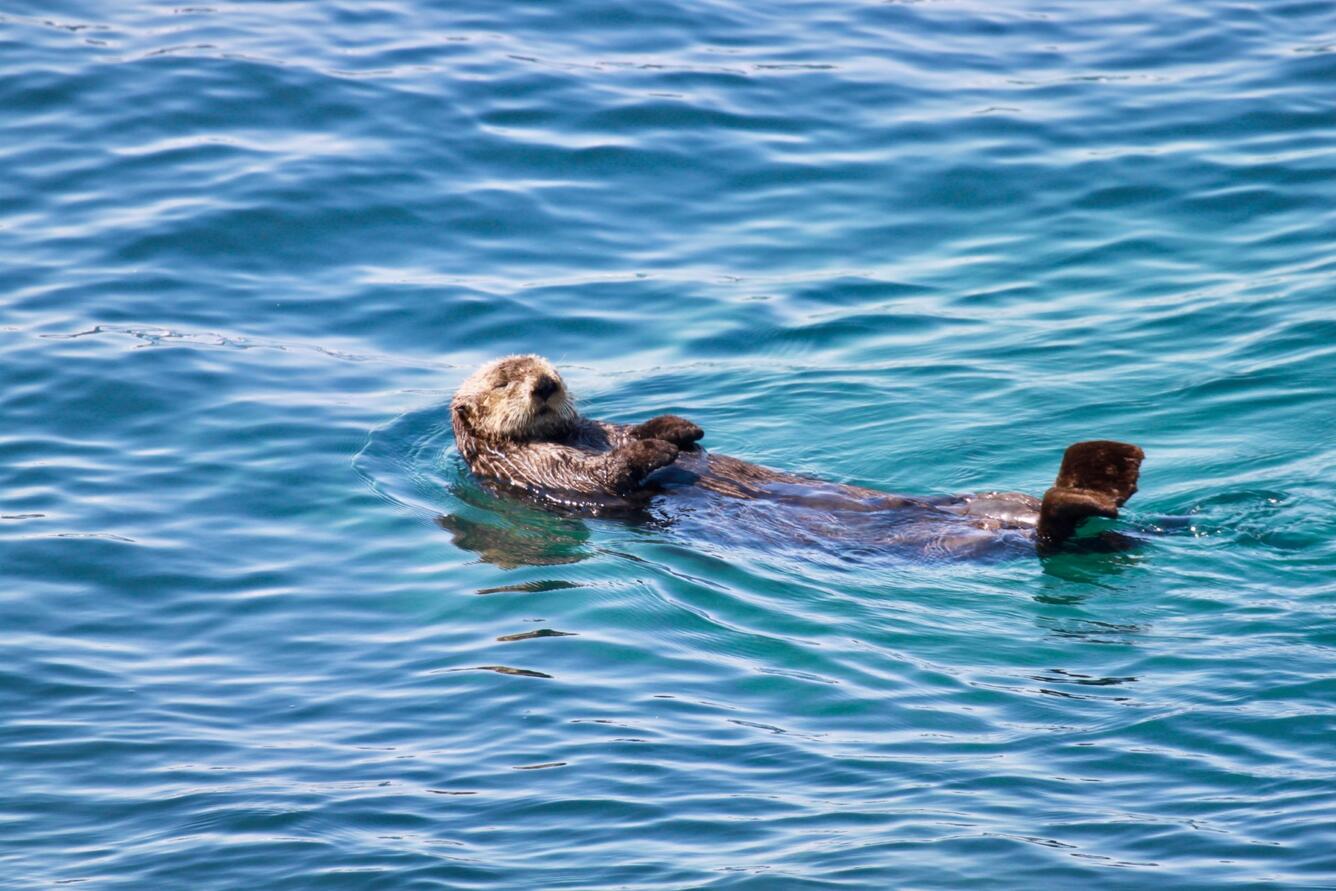 A brown sea otter sleeping on its back in blue/green water.