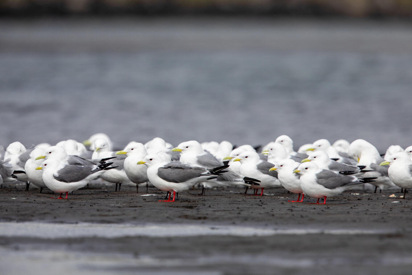 Flock of red-legged and black-legged kittiwakes on the beach