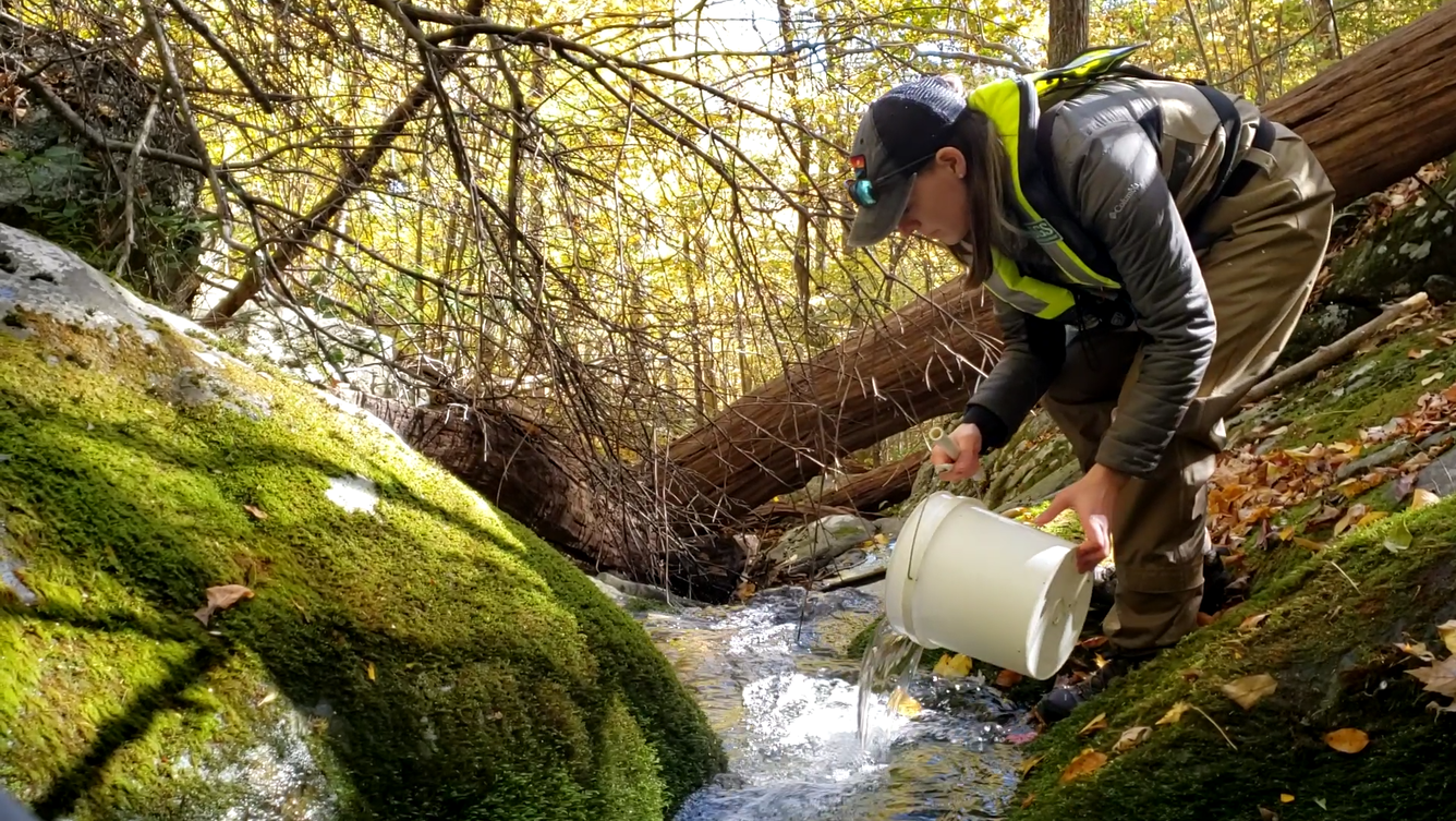 A researcher is pouring a small bucket of salt solution into a small headwater stream.