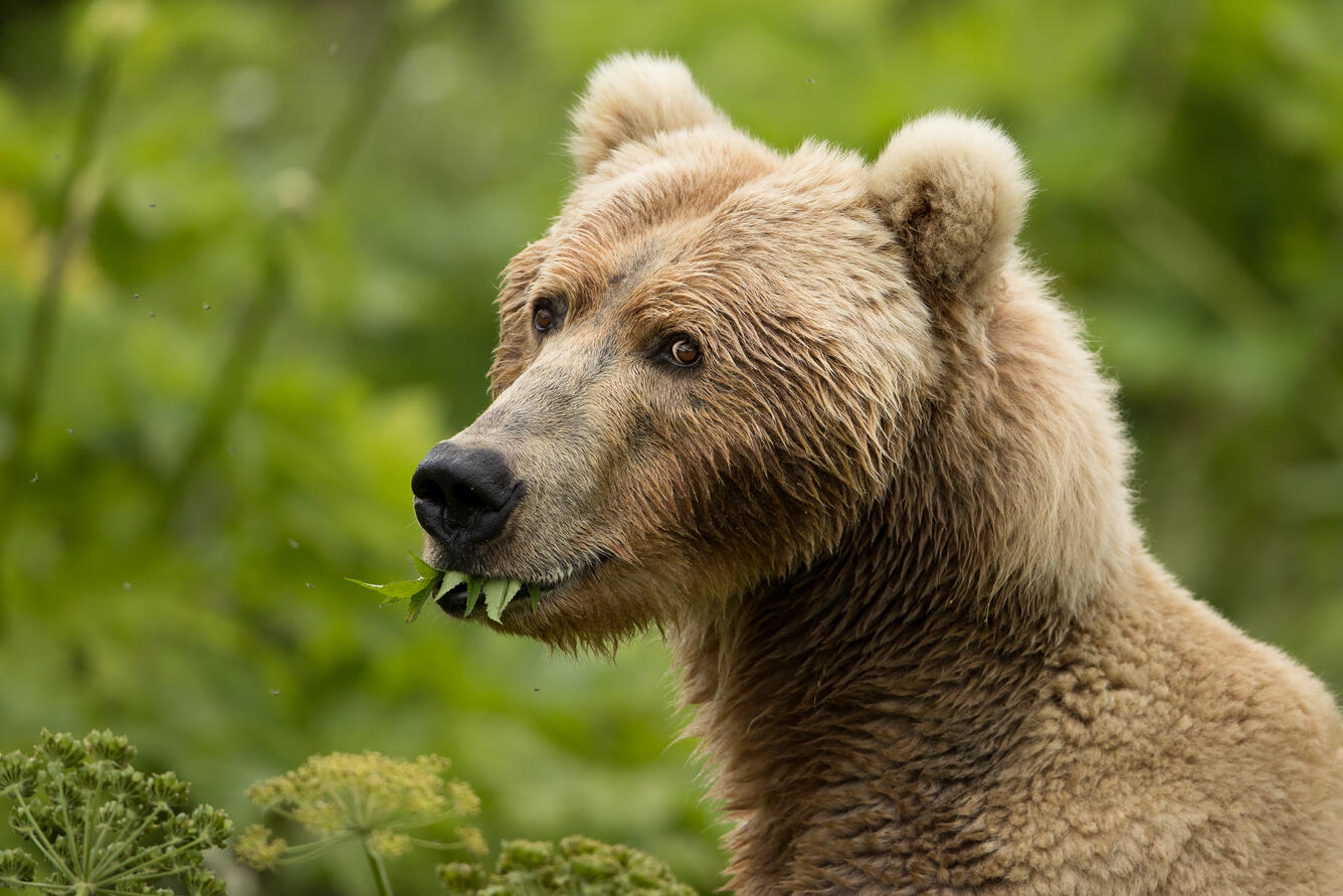 Kodiak bear eating leaves