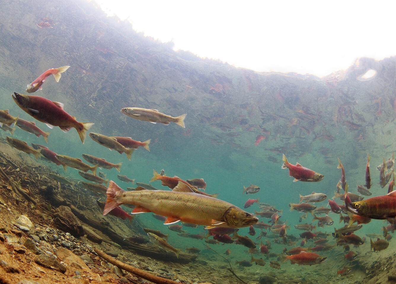 Bull trout swimming in the water with kokanee salmon