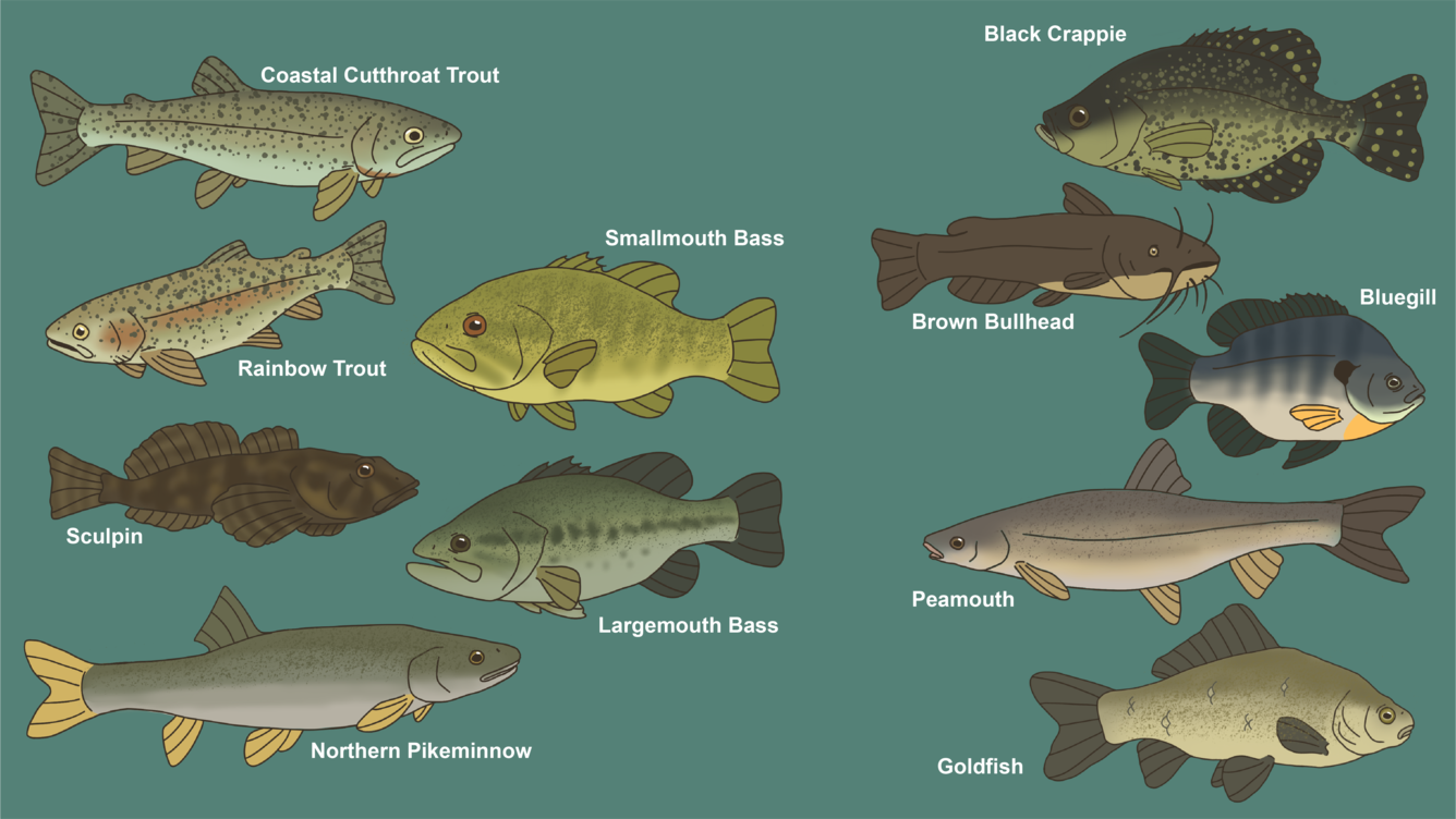 Lake Washington Fish Community