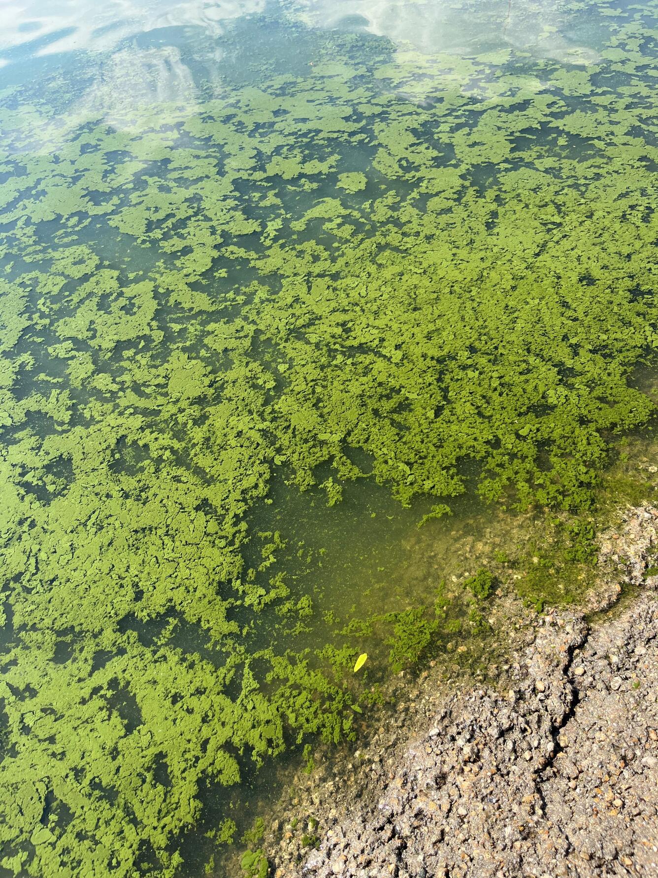 Cyanobacteria algae near the shore of Lake Lowell, Idaho