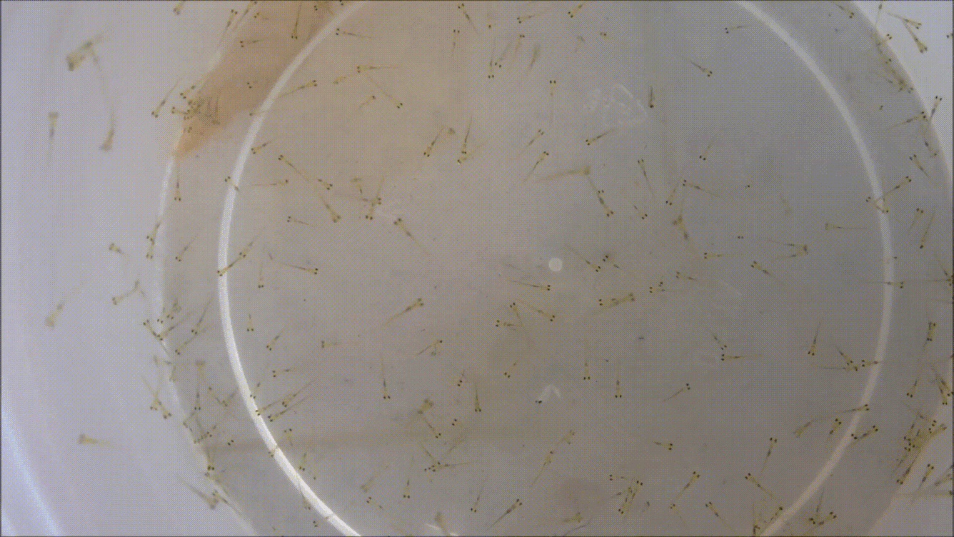 Larval fish