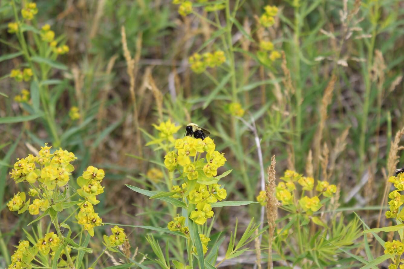 Close up view of leafy surge with a bee on one flower