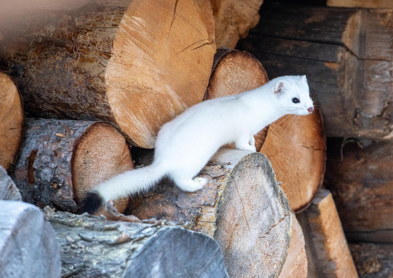White long-tailed weasel sitting on a log 