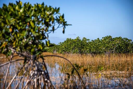 Mangrove in Everglades