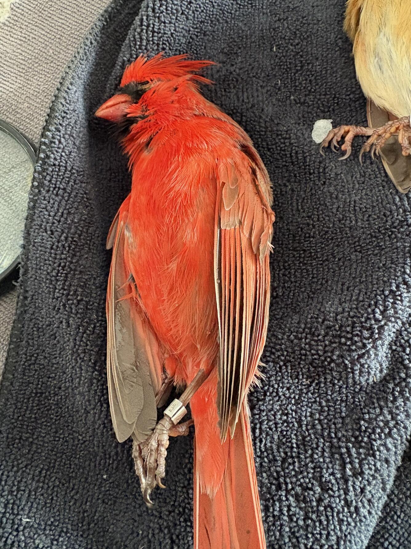 A banded male (red) Northern Cardinal struck a residential window that reflects the surround habitat in January 2025